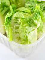 Fresh lettuce plant