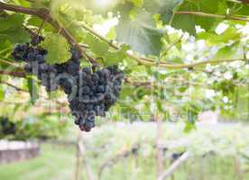 black grapes in a vineyard
