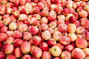 heap of apples