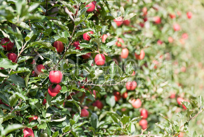 apple orchards