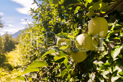 apple orchards