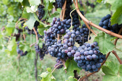 ripe cabernet grapes