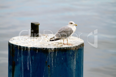 möwe auf festmacher