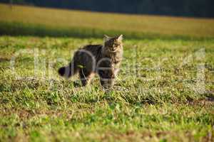 Katze auf der Wiese