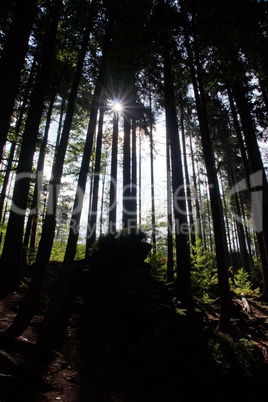 Wald Wald