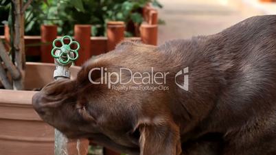 Chocolate Labrador drinking water