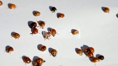 Lot of ladybirds on white