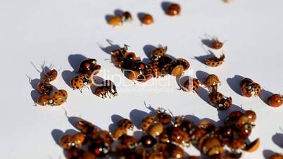 Lot of ladybirds on white