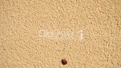 ladybird on wall