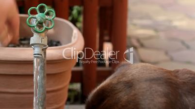 Chocolate Labrador drinking water