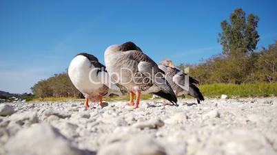 Family of geese resting on the lake