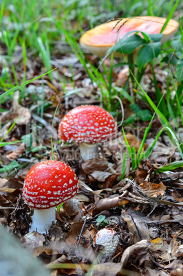 mushrooms amanita muscaria