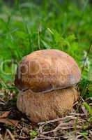 spring cap mushroom