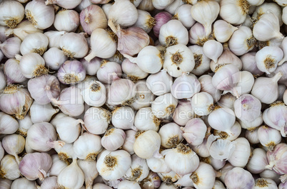 garlic