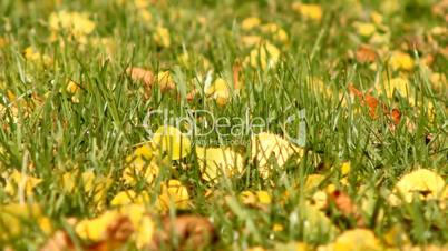leaves on grass