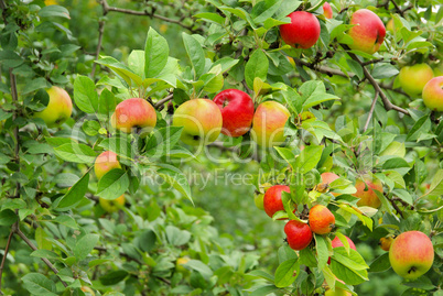 apfel am baum - apple on tree 107