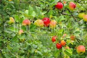 apfel am baum - apple on tree 107