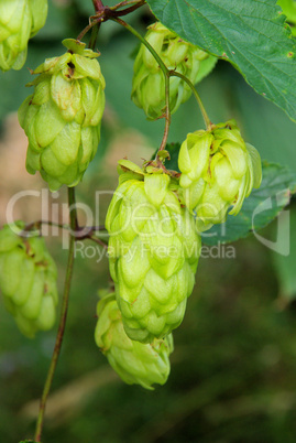 hopfenpflanze - hop plant 04