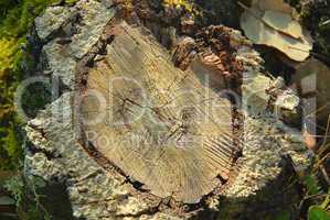 korkeiche - cork oak 24