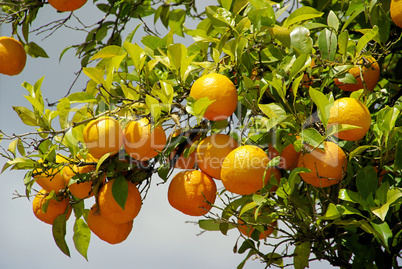 orange am baum - orange fruit on tree 09