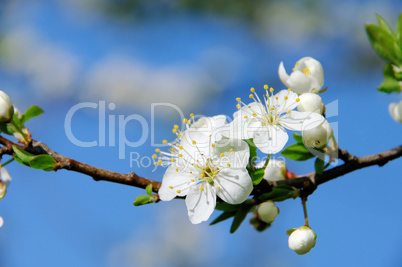 pflaumenbaumbluete - plum blossom 49
