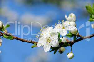 pflaumenbaumbluete - plum blossom 49