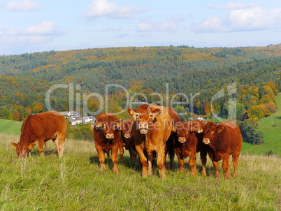 Limousin Rinder