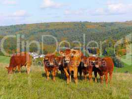 Limousin Rinder