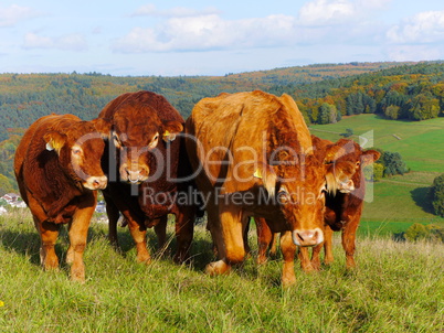 Herde von Limousin Rindern