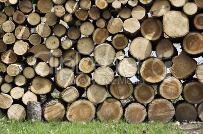 cut wood logs