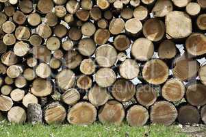cut wood logs