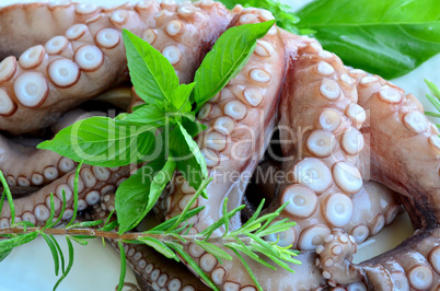 fresh octopus 7