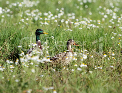 mallard ducks and flowers