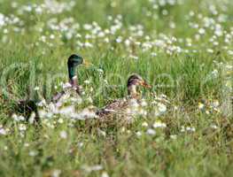 mallard ducks and flowers
