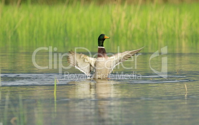 male mallard duck shaking wings
