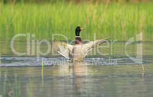 male mallard duck shaking wings