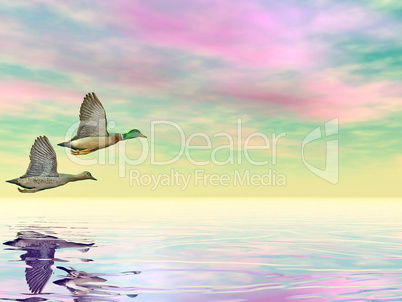 mallard ducks flight - 3d render