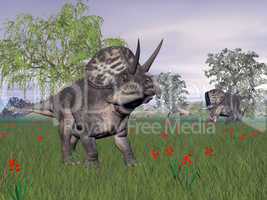 zuniceratops dinosaurs in nature - 3d render