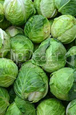 cabbage