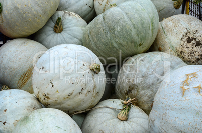 white gourds