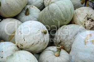 white gourds