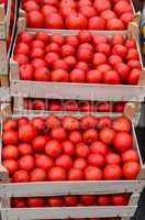 tomato in crates
