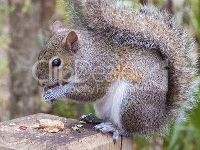 gray squirrel eating a peanut