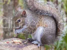 gray squirrel eating a peanut