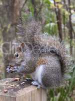 gray squirrel eating a peanut
