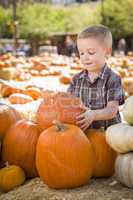 little boy gathering his pumpkins at a pumpkin patch.