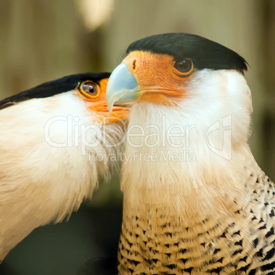 two crested caracara bird cleaning each other