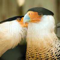 two crested caracara bird cleaning each other