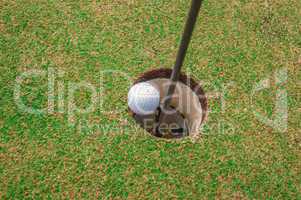 golf ball on a green, in front of the hole,