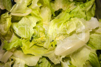 fresh pile of lettuce